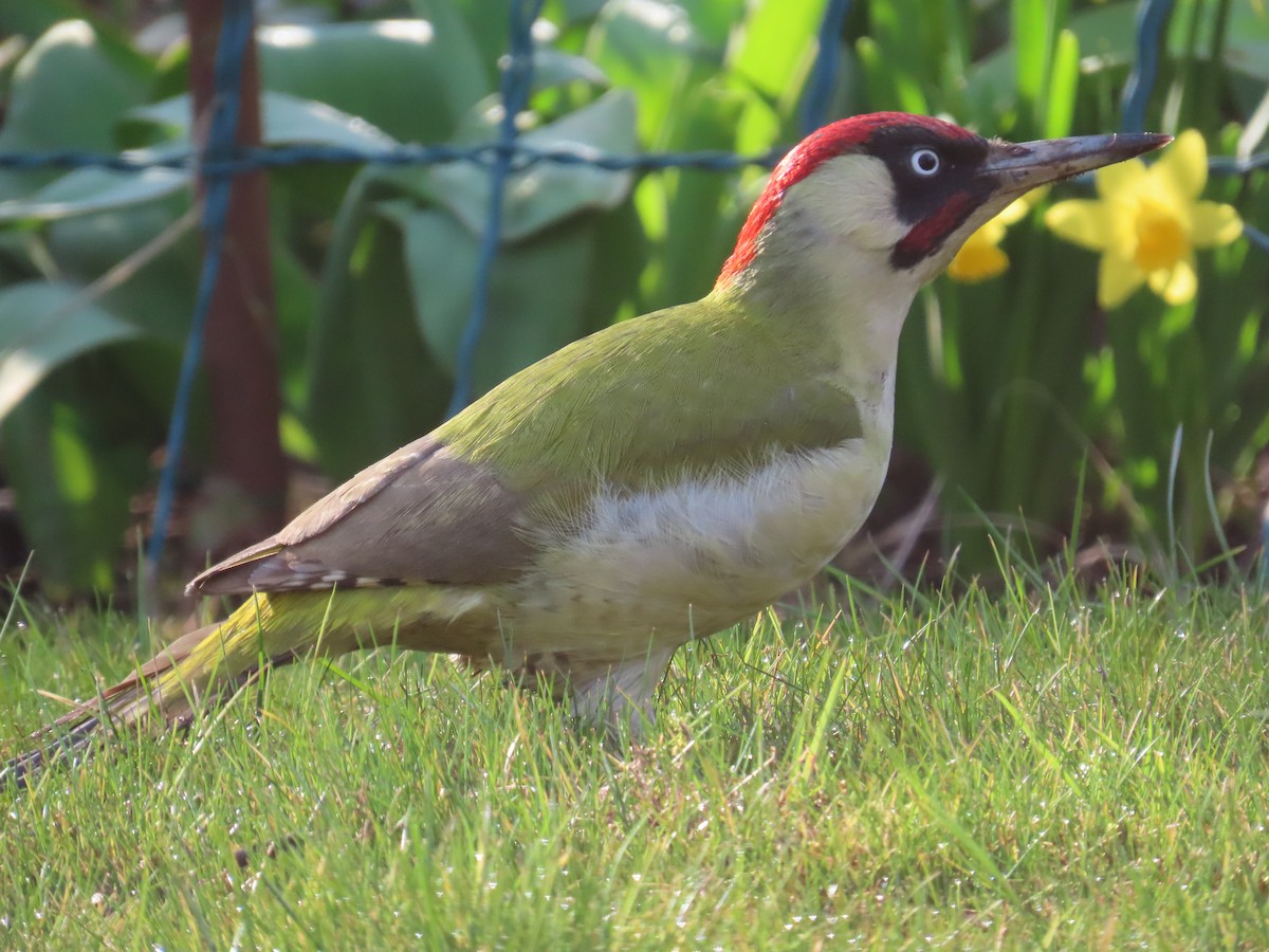 Pito Euroasiático - ML646412850