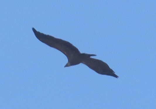 Eurasian Griffon - ML646412851