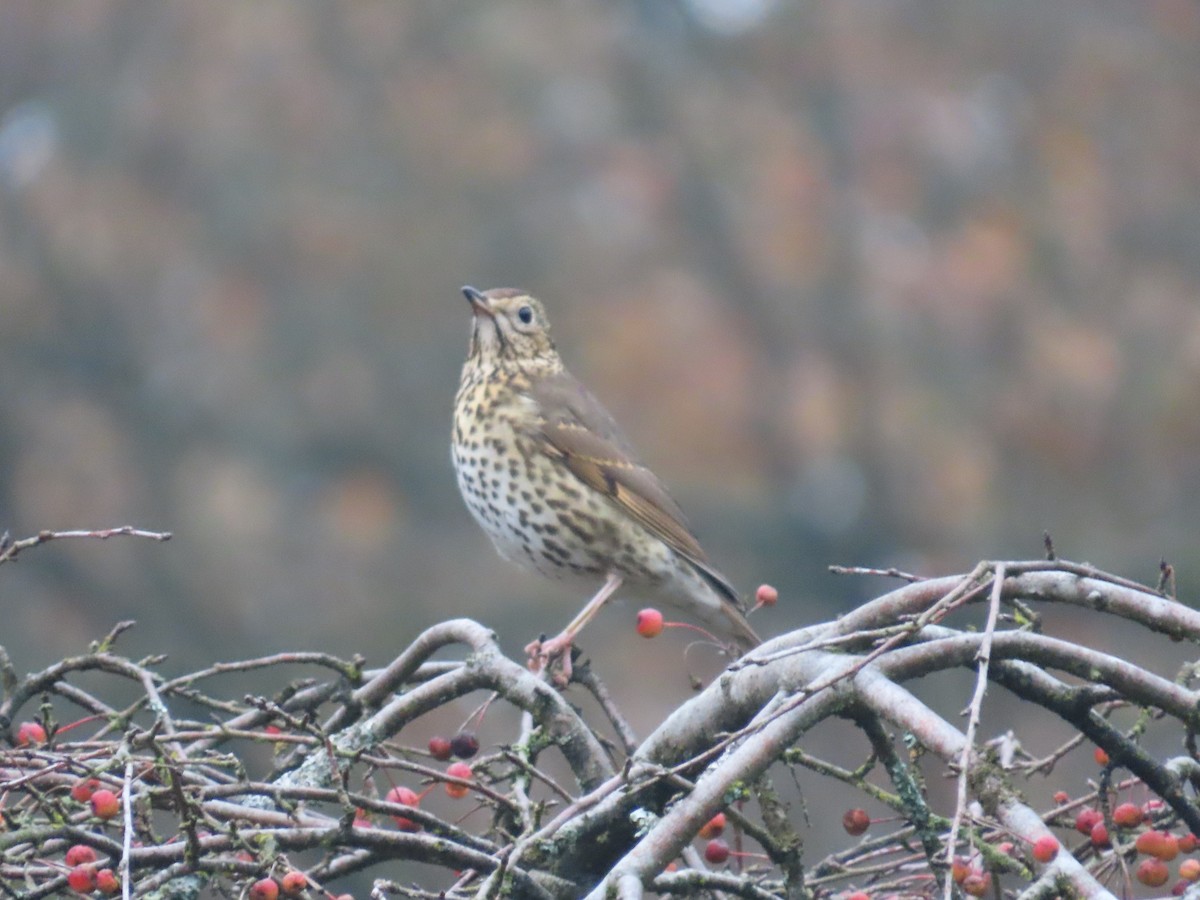 Zorzal Común - ML646412852