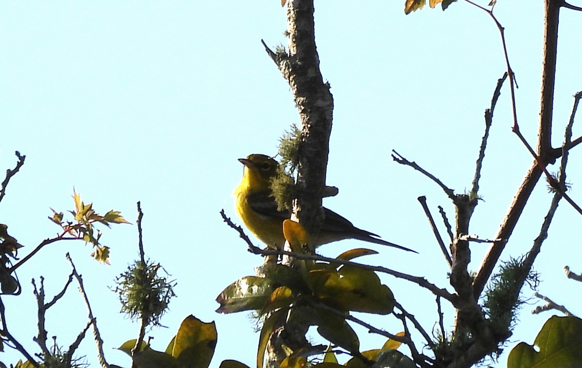 lesňáček borovicový - ML646412858