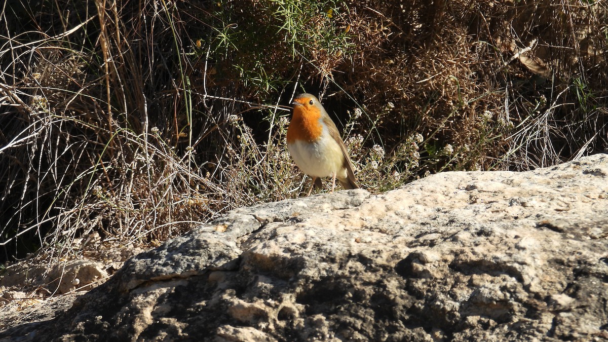 Petirrojo Europeo - ML646412862