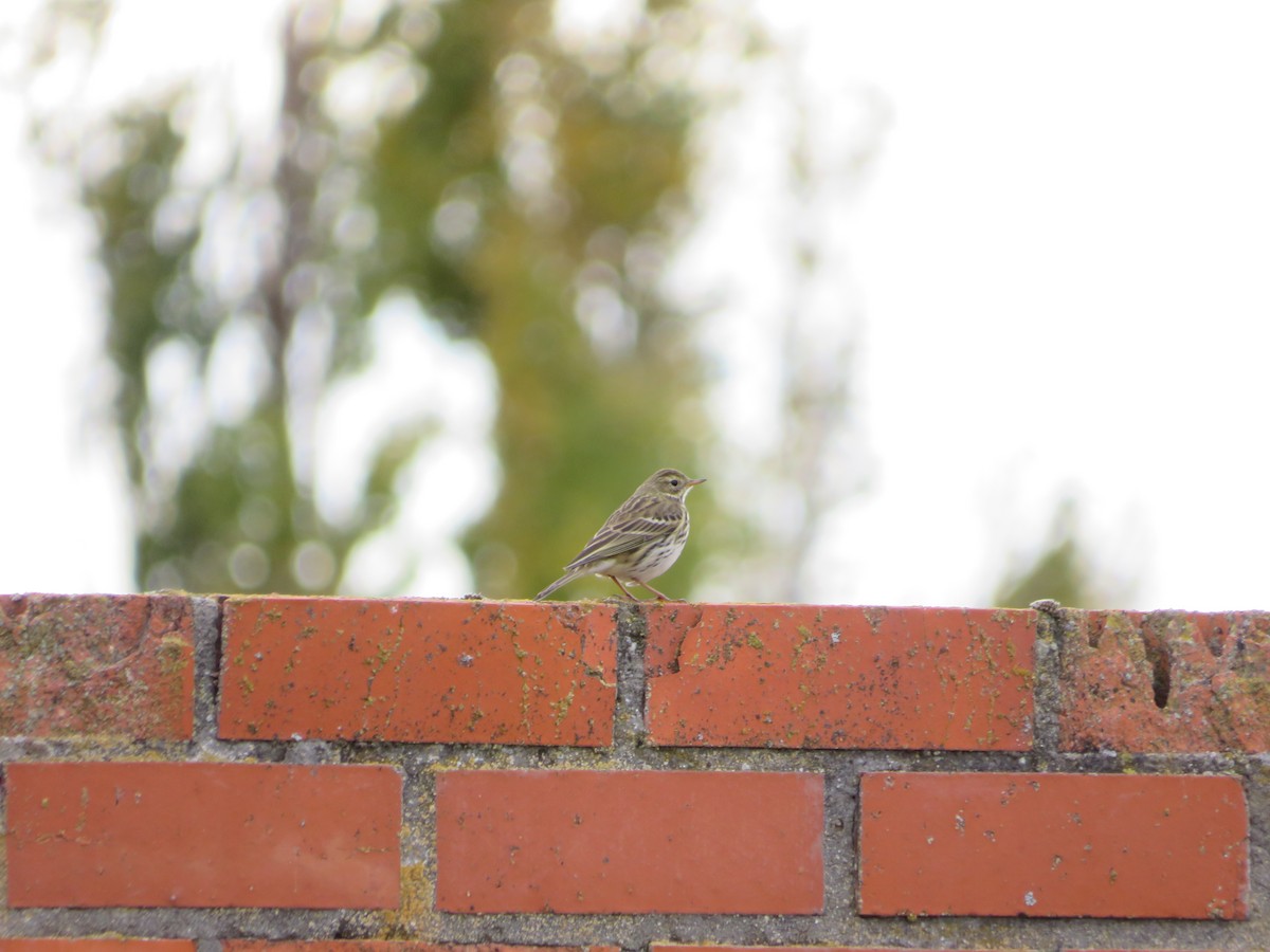 Bisbita Pratense - ML646412863