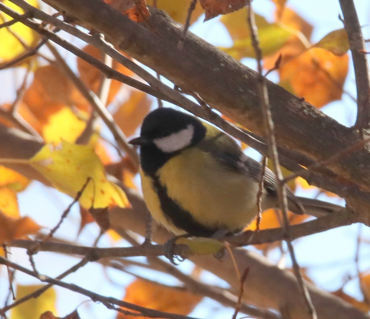 Carbonero Común - ML646412864