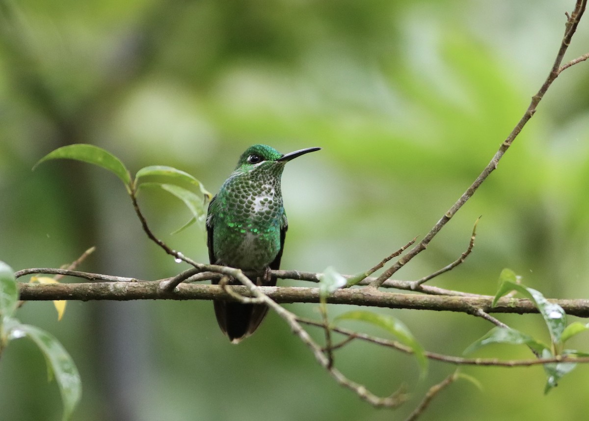 Brillante Coroniverde - ML646412865