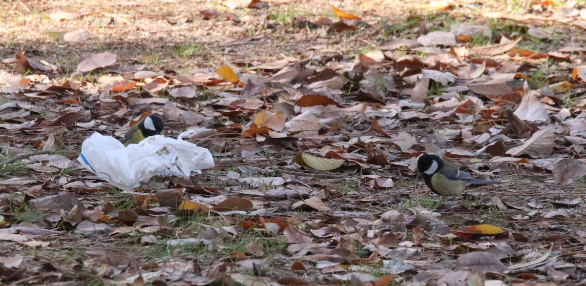 Carbonero Común - ML646412866