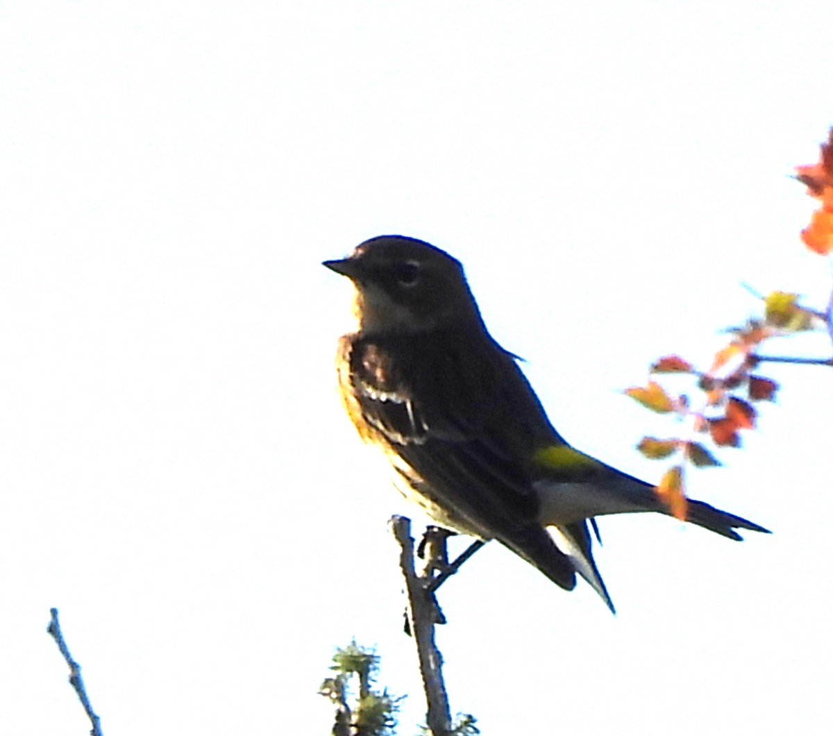 Reinita Coronada - ML646412868