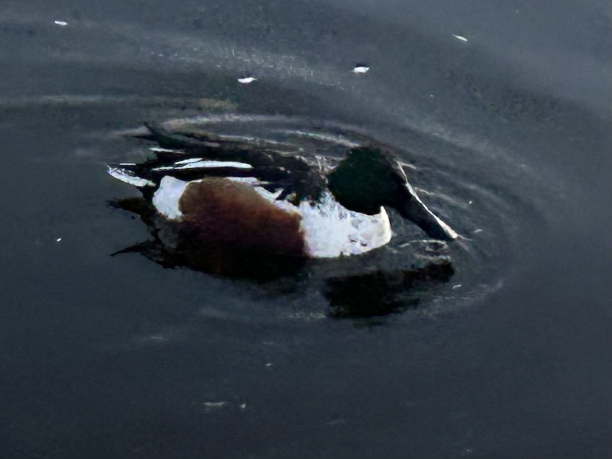 Cuchara Común - ML646412869