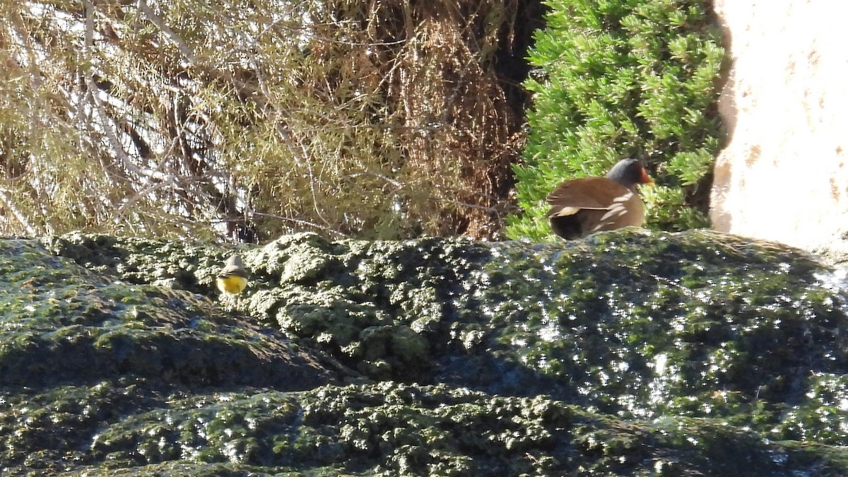 Gallineta Común - ML646412870