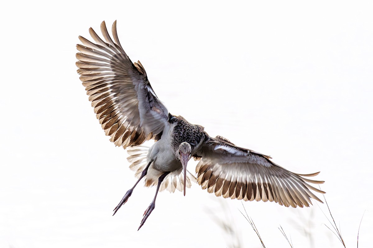 Corocoro Blanco - ML646412871