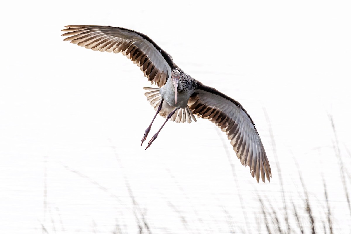 Corocoro Blanco - ML646412872