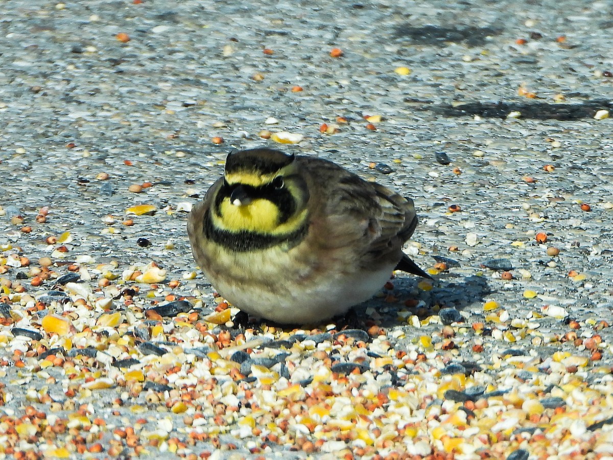 Alondra Cornuda - ML646412873