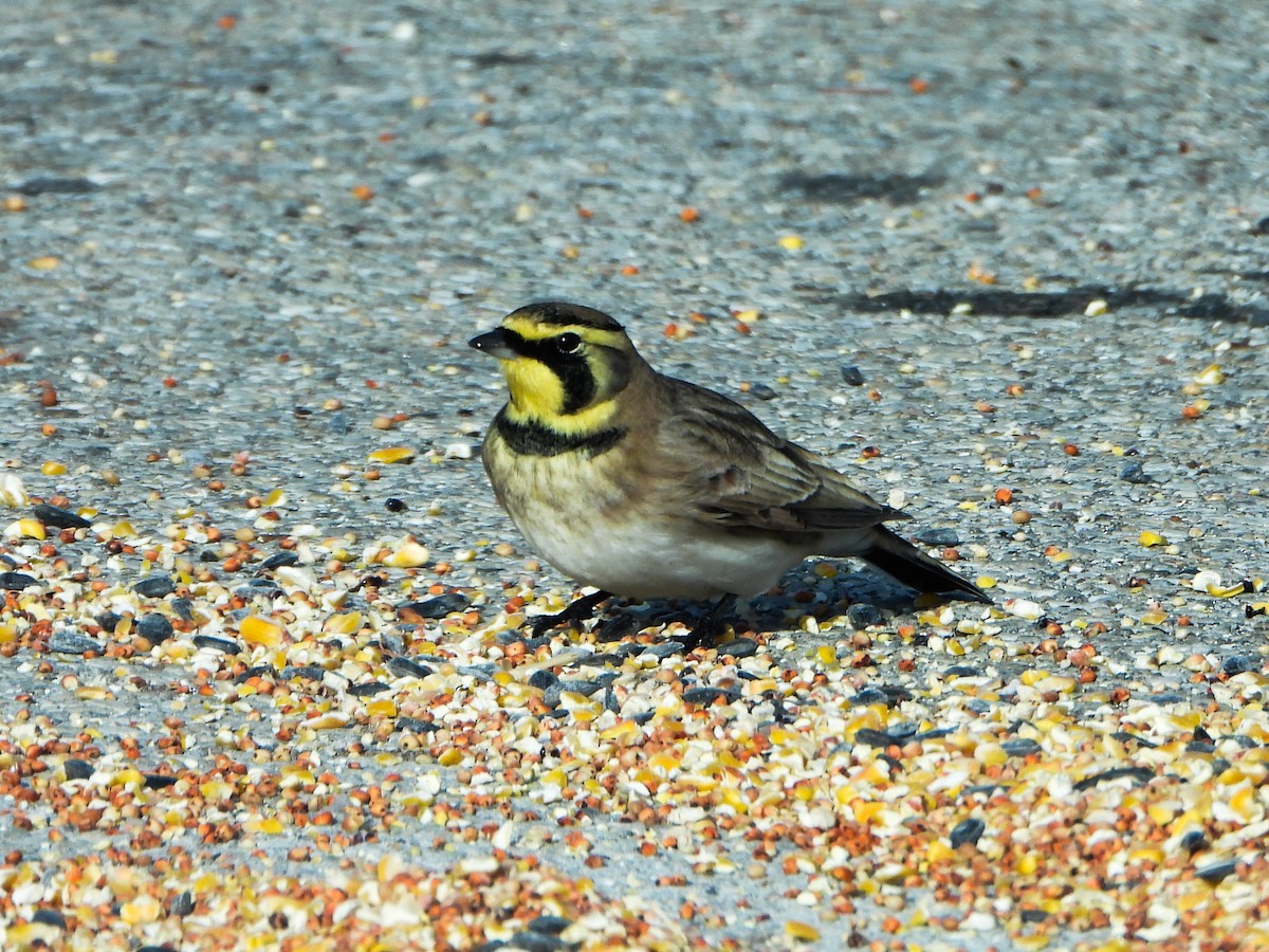 Alondra Cornuda - ML646412874