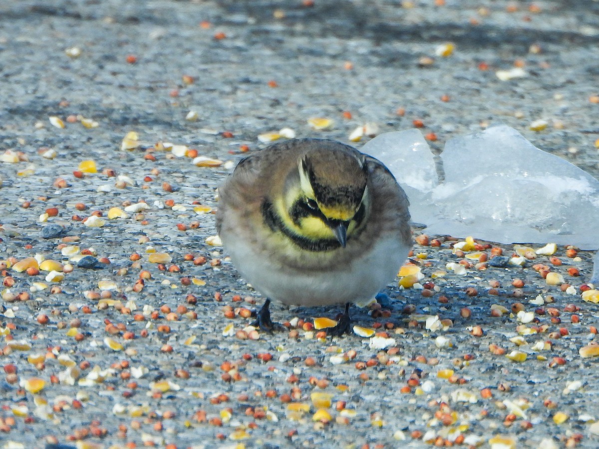 Alondra Cornuda - ML646412875