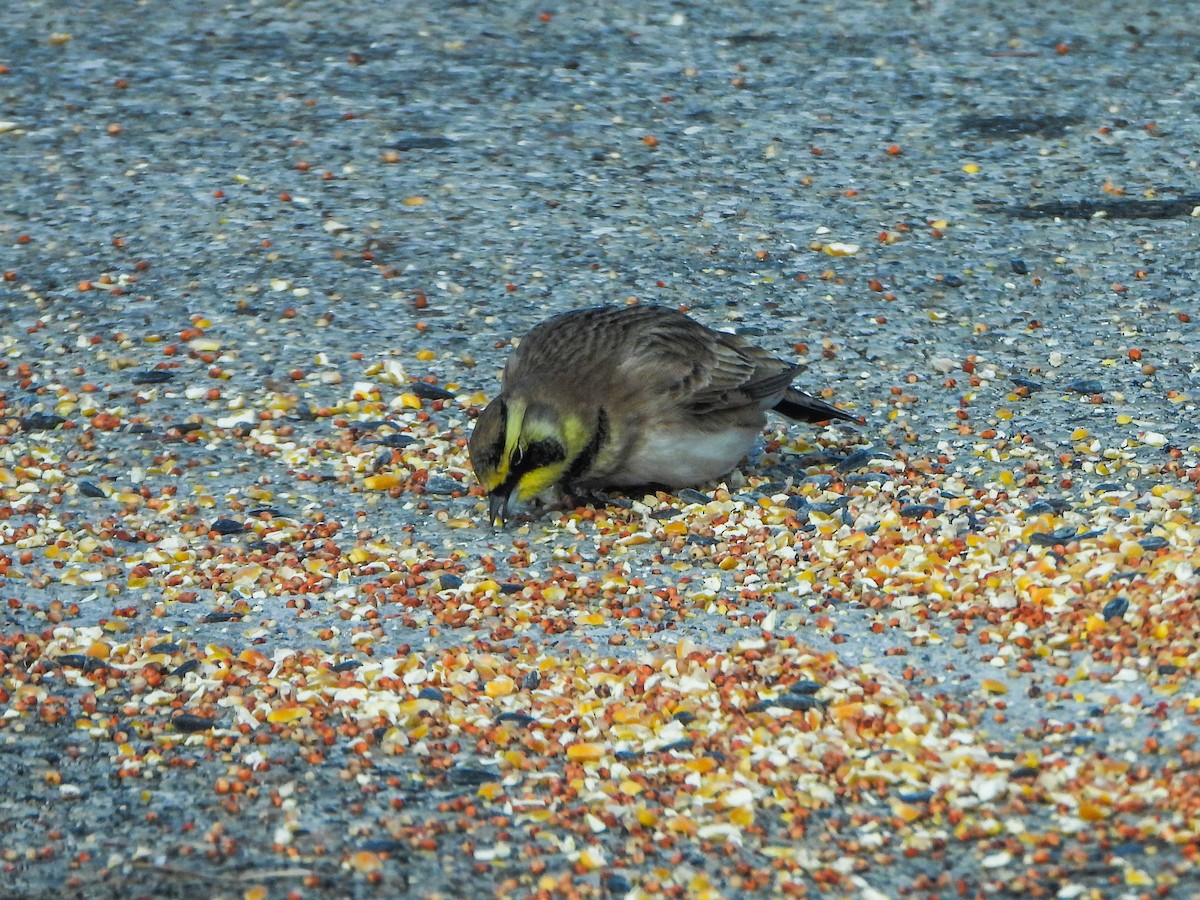 Alondra Cornuda - ML646412876