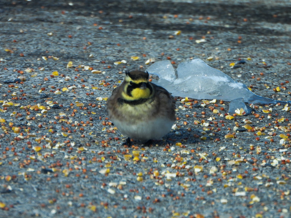 Alondra Cornuda - ML646412877