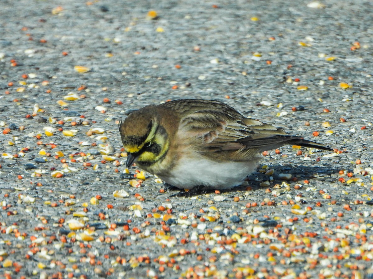 Alondra Cornuda - ML646412878