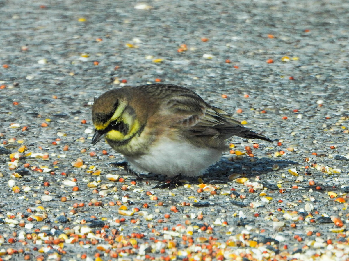 Alondra Cornuda - ML646412879