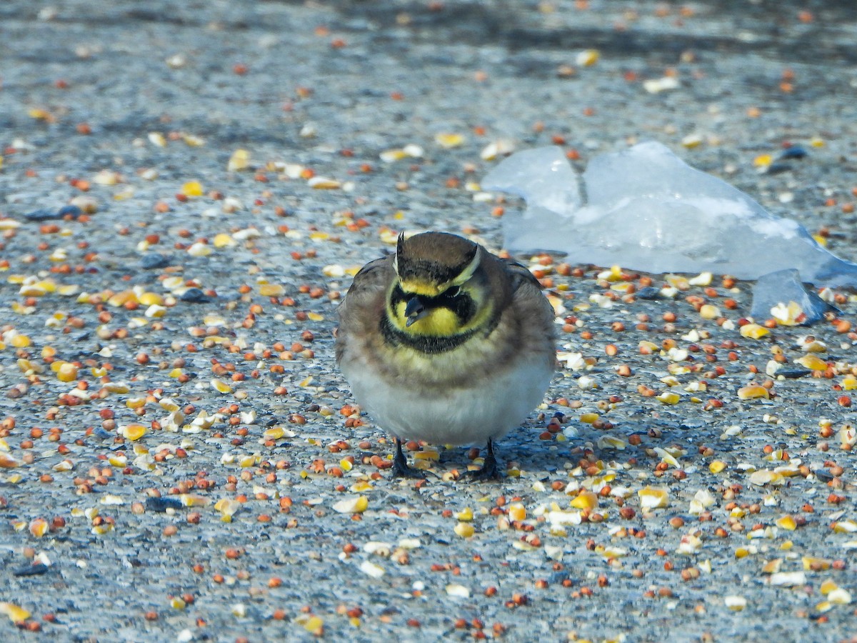 Alondra Cornuda - ML646412880