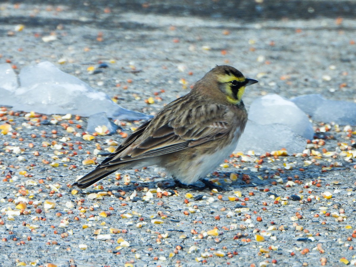 Alondra Cornuda - ML646412881