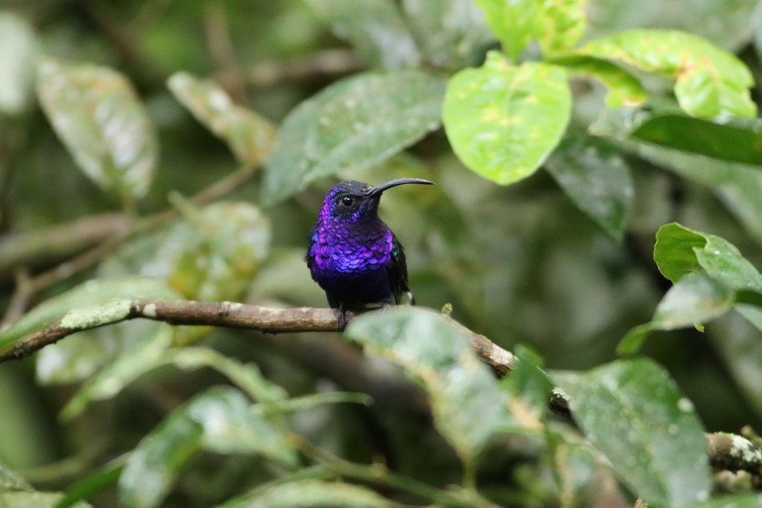 Colibrí Morado - ML646412882