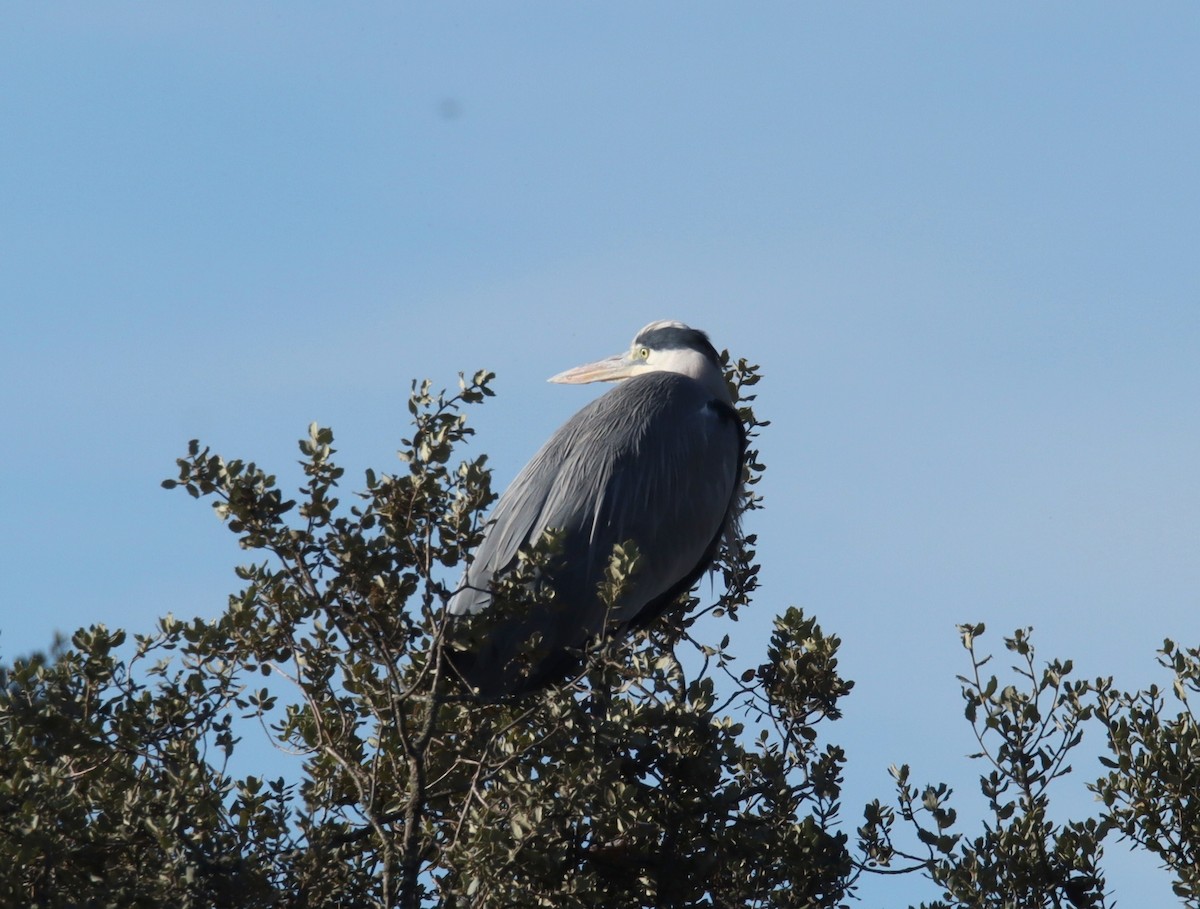 Garza Real - ML646412883