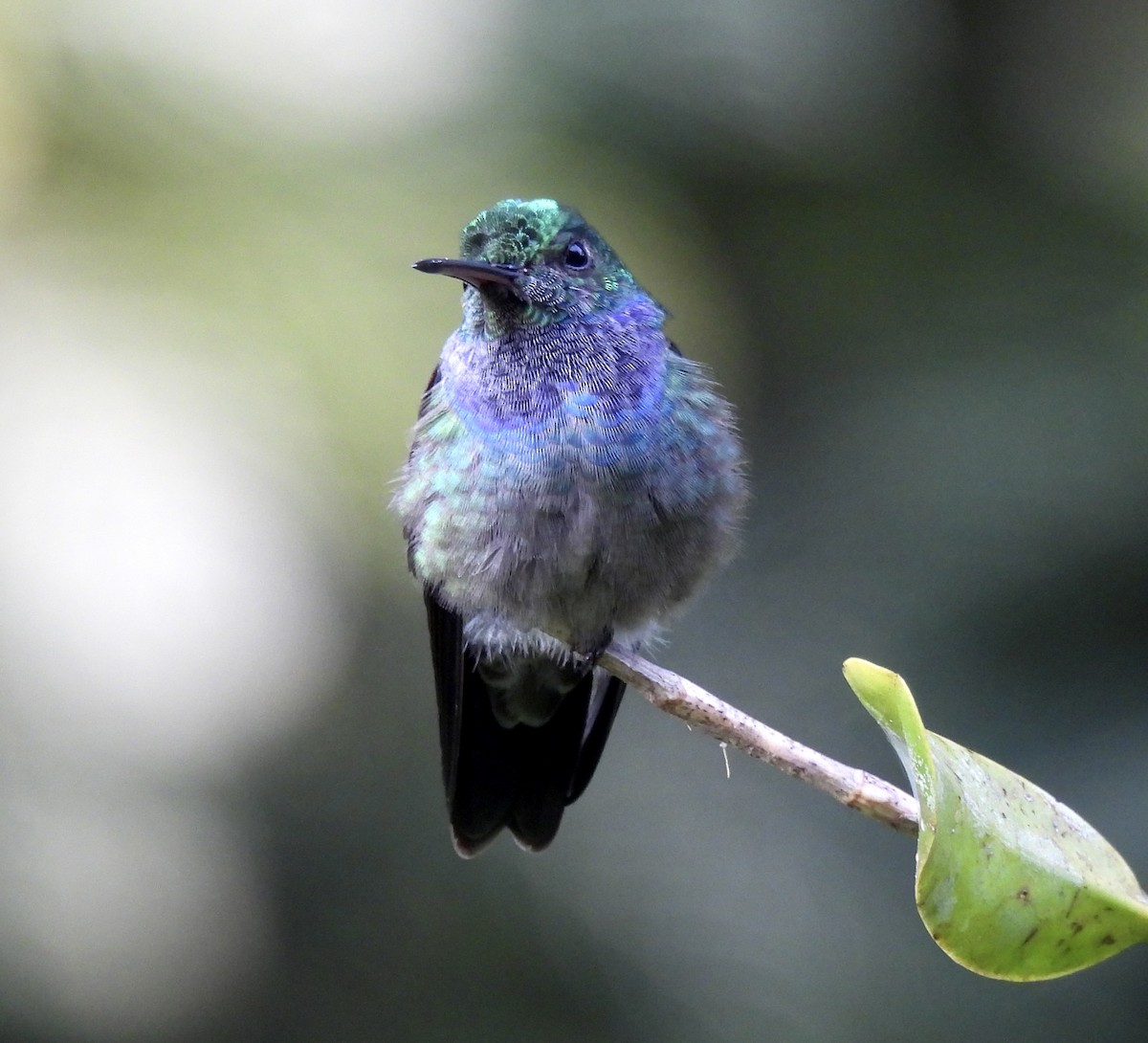 Amazilia Amable - ML646412884