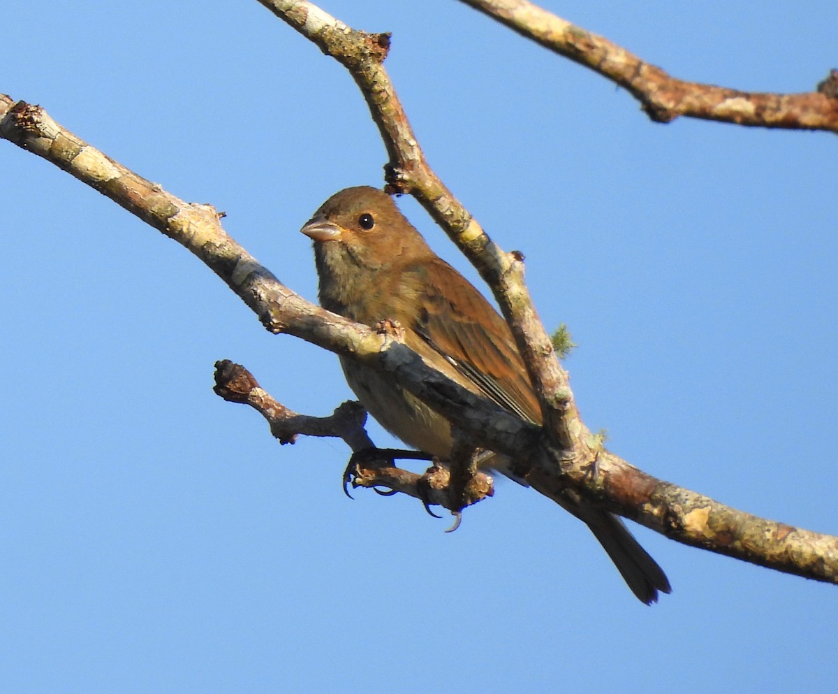 Azulillo Índigo - ML646412885