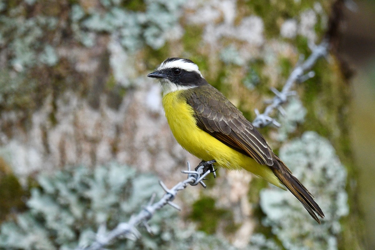 Bienteveo Alicastaño - ML646412886