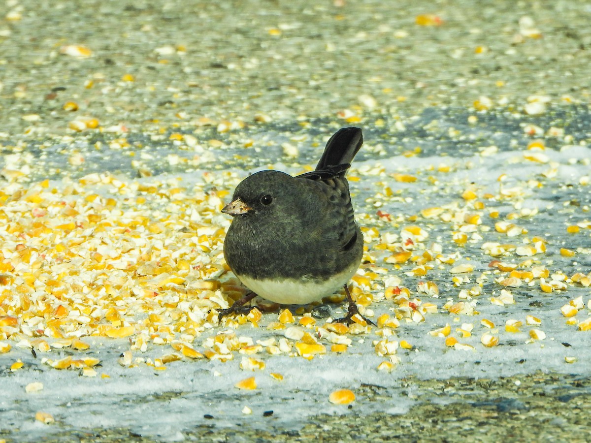Junco Ojioscuro - ML646412887