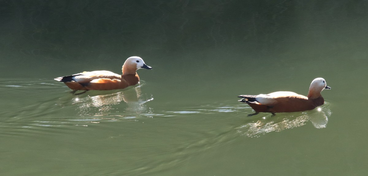 Tarro Canelo - ML646412888