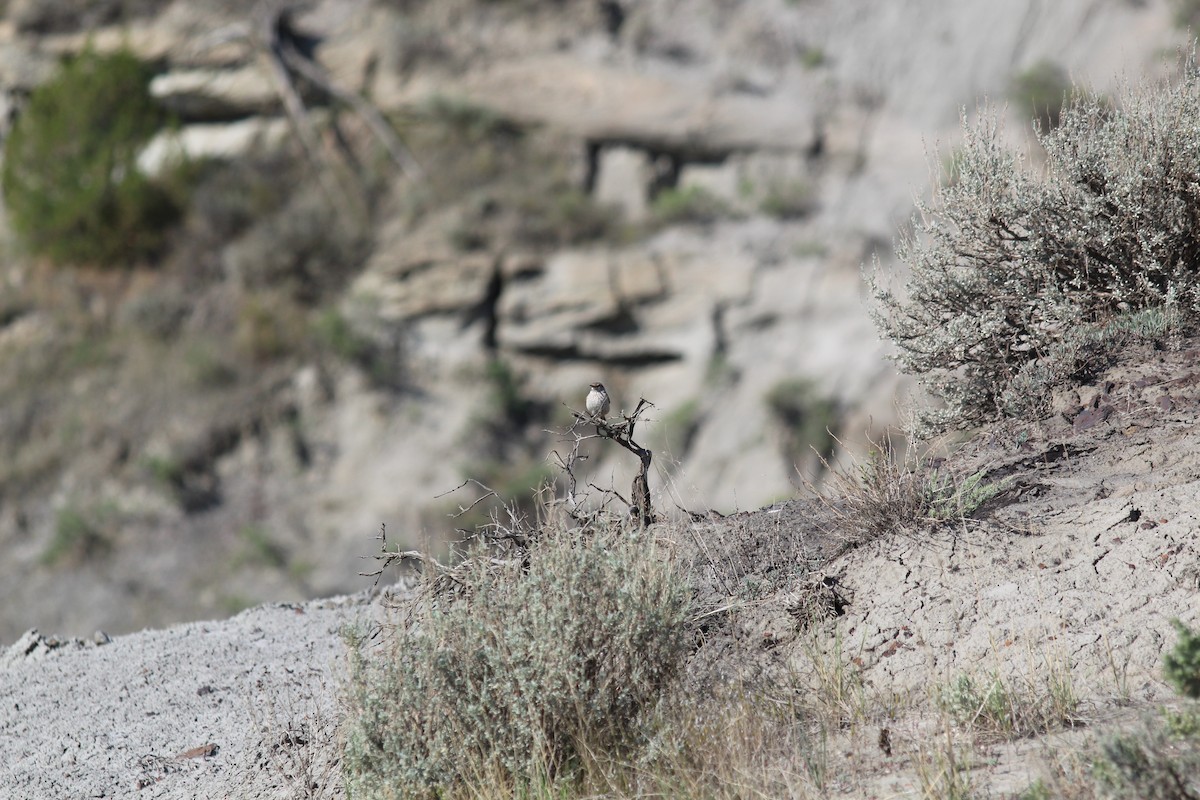 Cucarachero Roquero - ML646412889