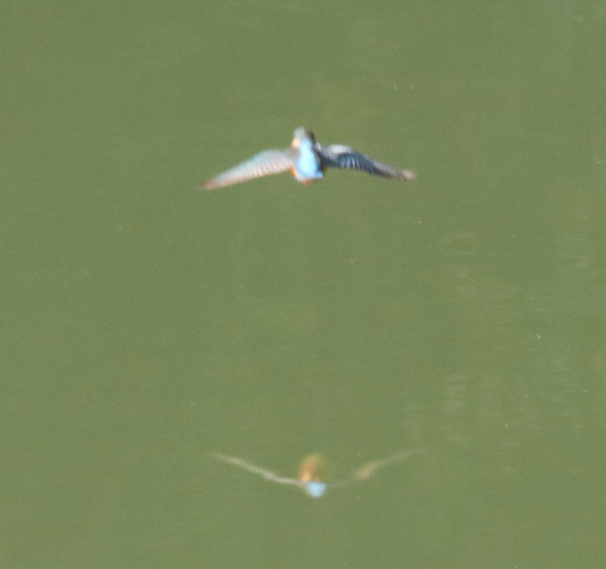 Yalıçapkını - ML646412891