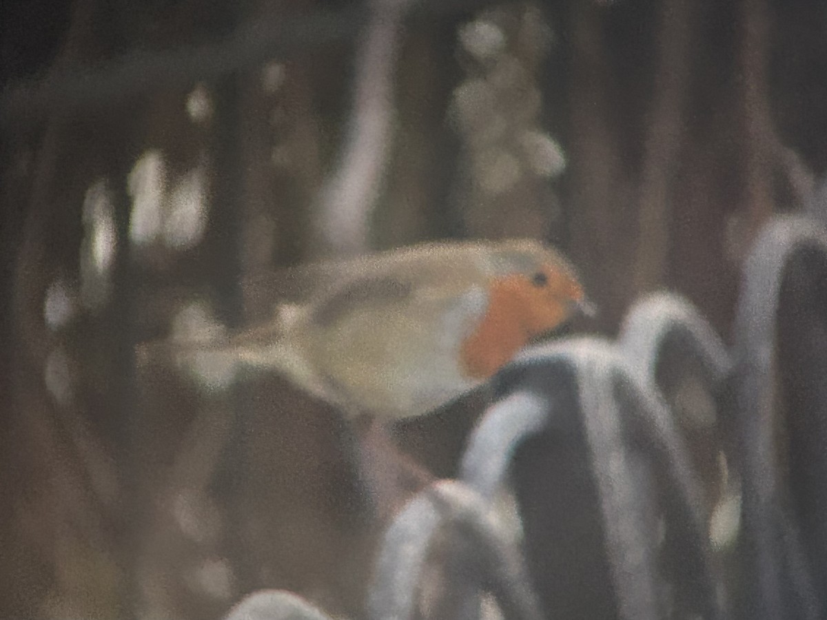 červenka obecná - ML646412895