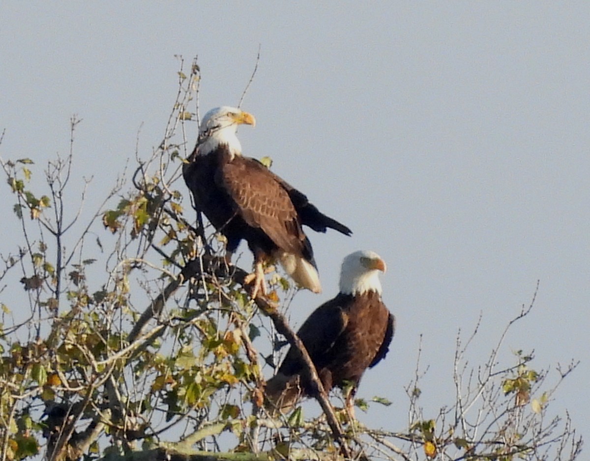 Bald Eagle - ML646412900
