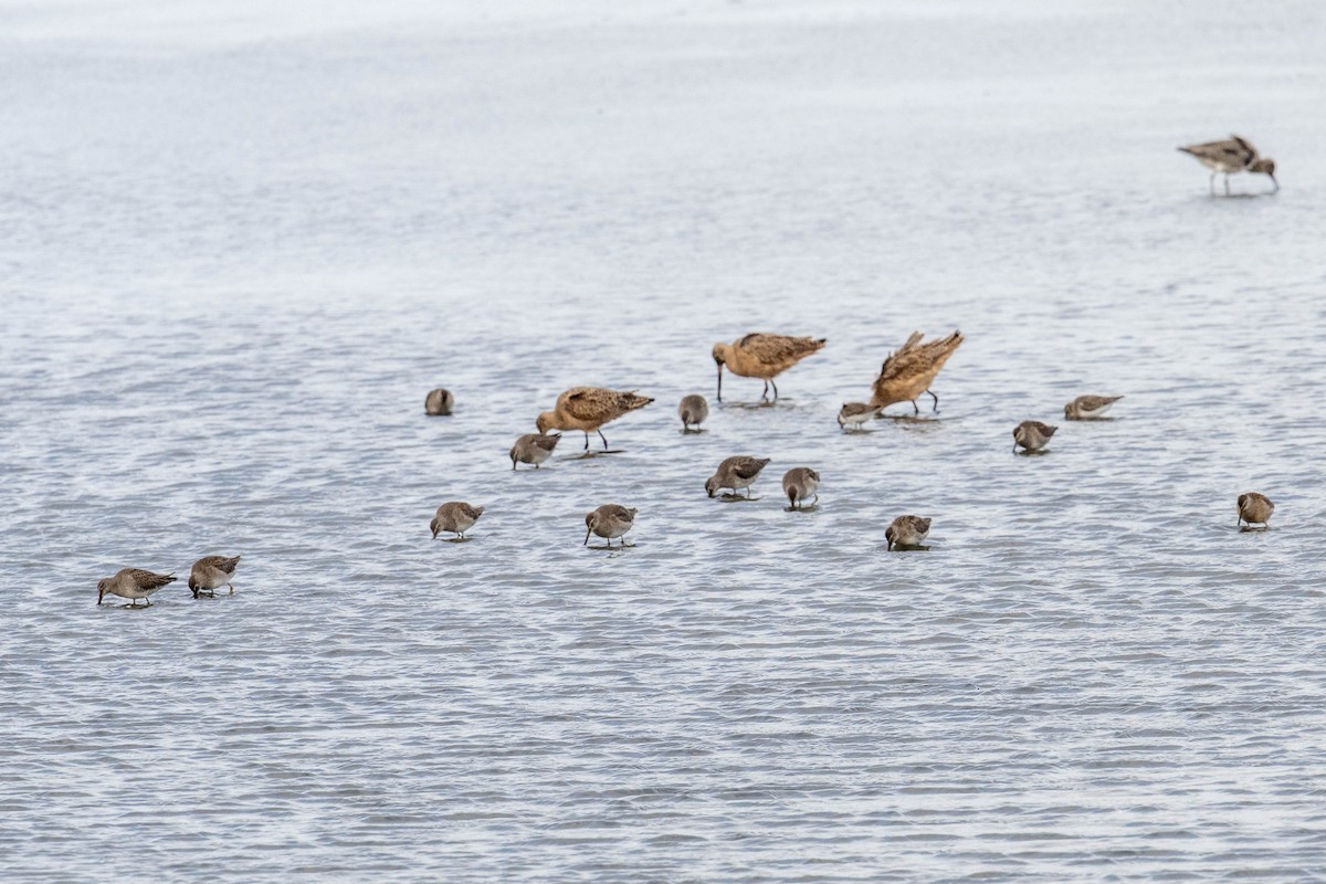 Long-billed Dowitcher - ML646412902