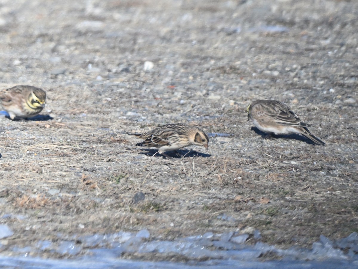 Подорожник лапландський - ML646412903