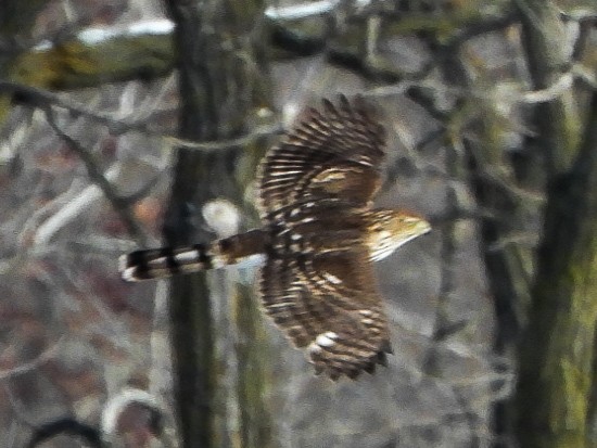 Cooper's Hawk - ML646412905