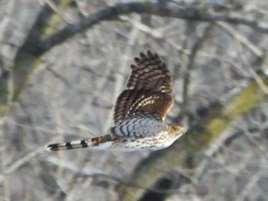 Cooper's Hawk - ML646412906