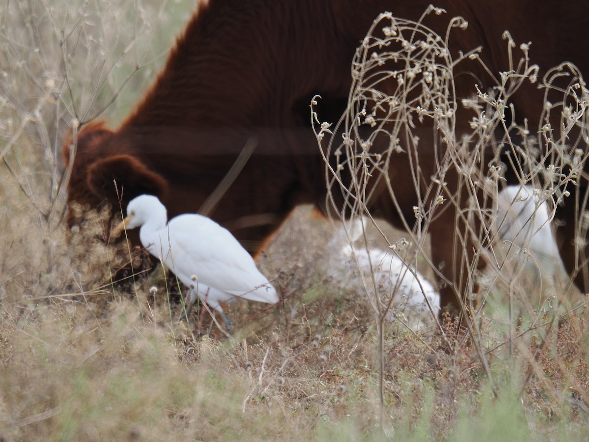 volavka rusohlavá - ML646412907