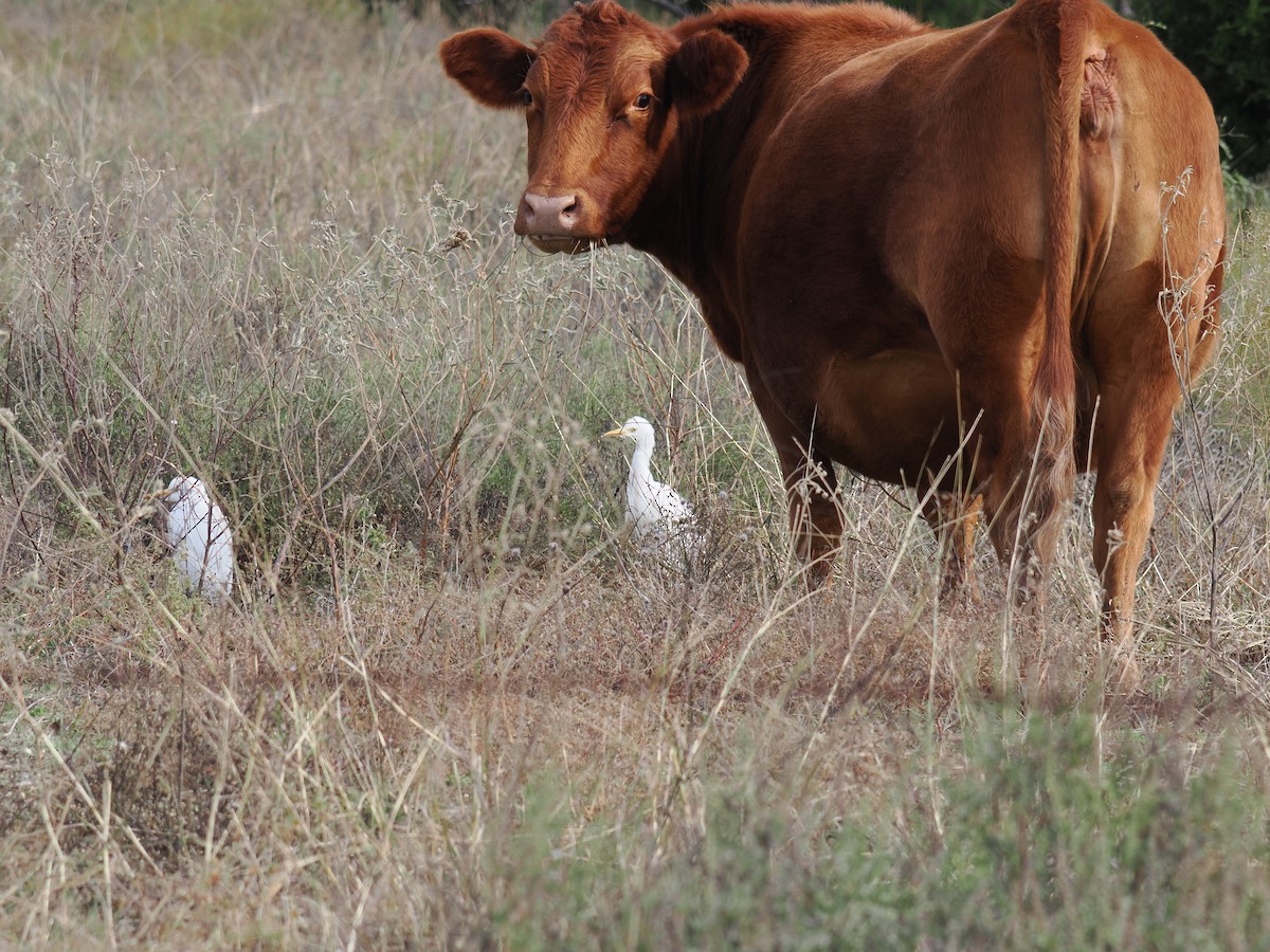 volavka rusohlavá - ML646412908