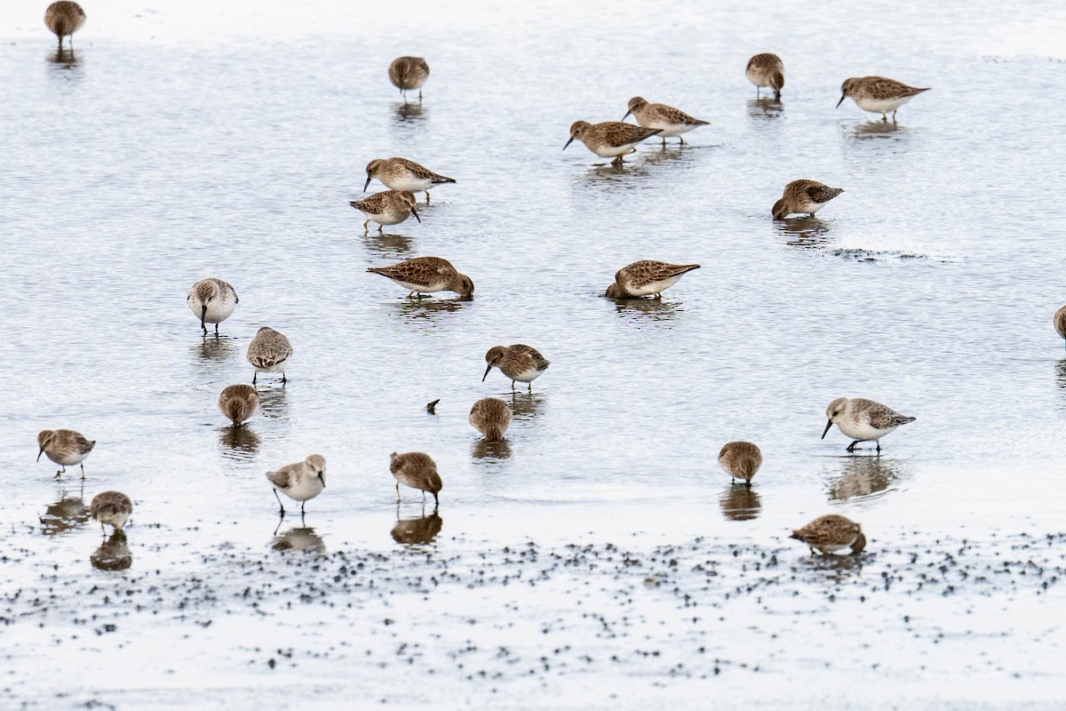 Least Sandpiper - ML646412912