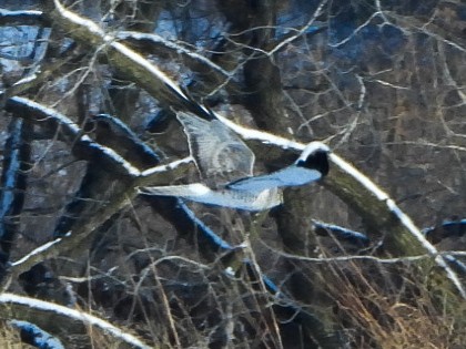 Northern Harrier - ML646412913
