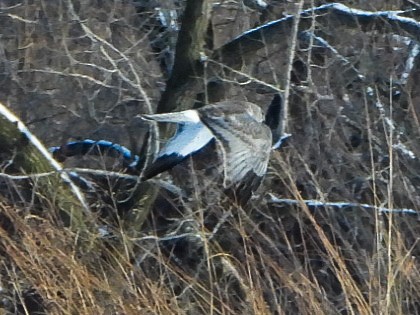 Northern Harrier - ML646412914