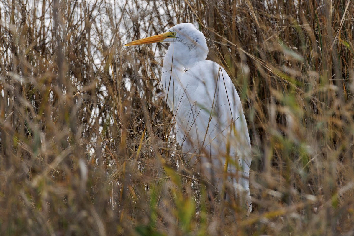 Great Egret - ML646412916