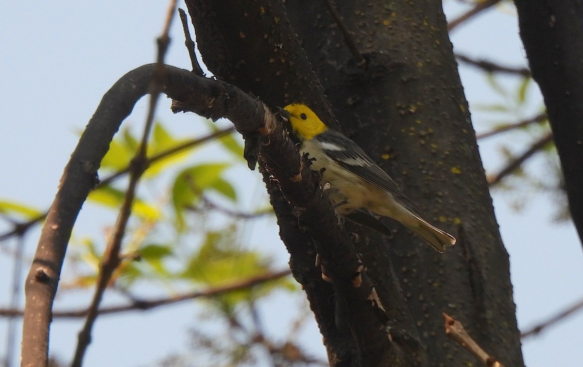 Paruline à tête jaune - ML646412921