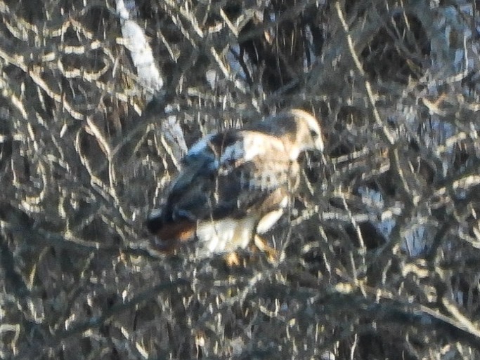 Red-tailed Hawk - ML646412922
