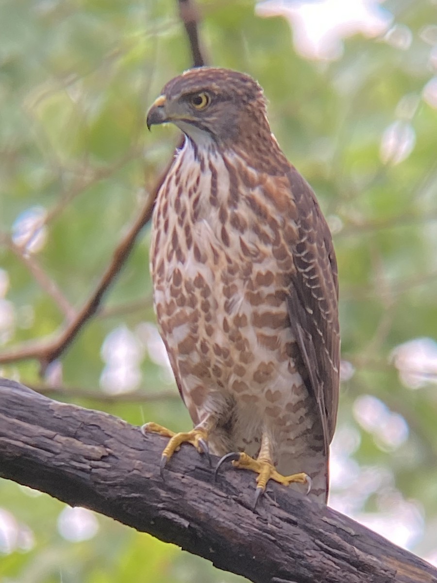 Crested Goshawk - ML646412924