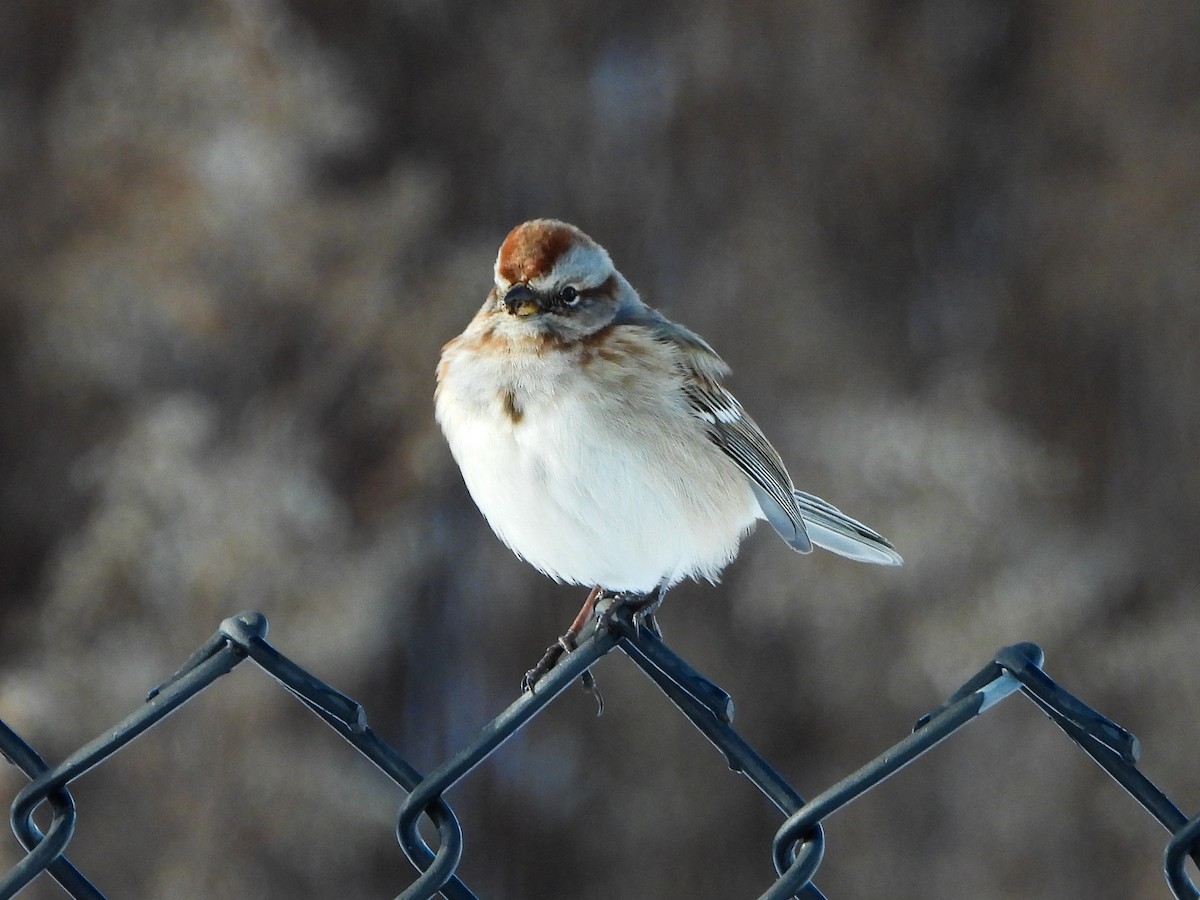 Пасовник північний - ML646412952