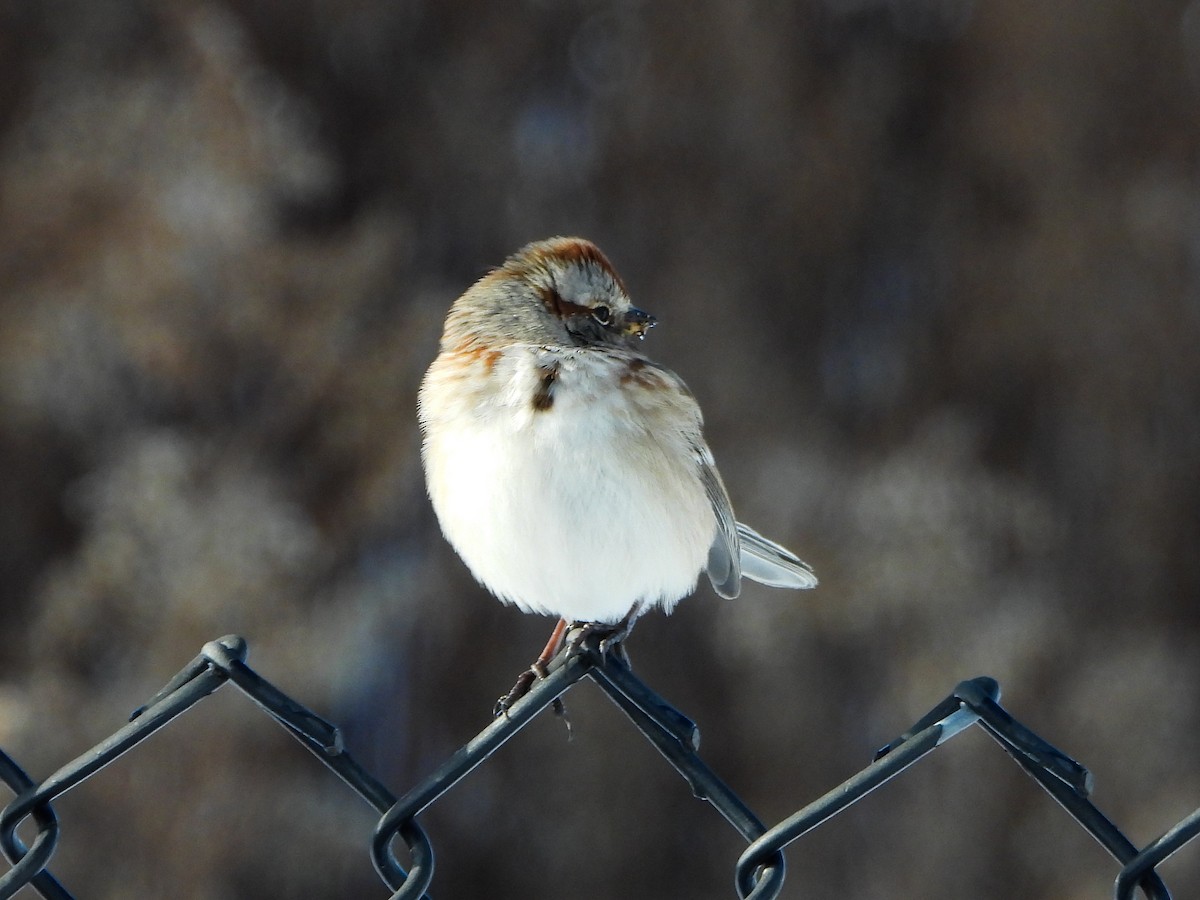 Пасовник північний - ML646412953