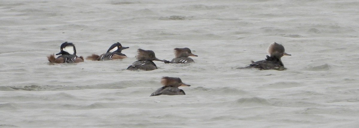 morčák chocholatý - ML646412954